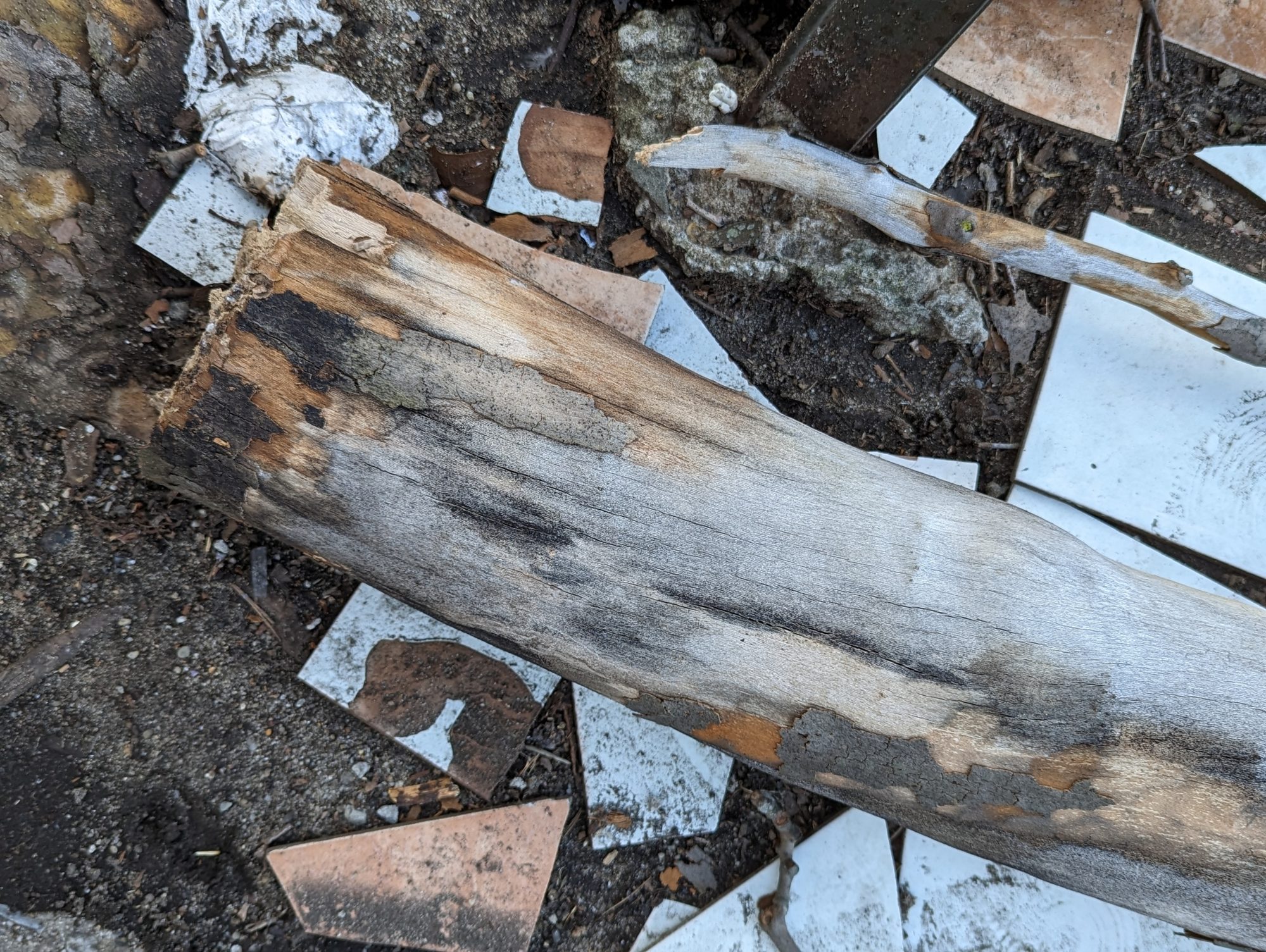 Abgebrochene Platanenäste mit schwarzer Verfärbung durch die Massaria-Krankheit